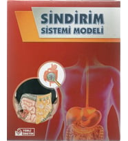 Bozkırlı Sindirim Sistemi Modeli Kutulu