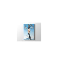 DBSanatevi Georgia Okeeffe - Deers Skull With Pedernal 1936 Tablo 60 X 80 Cm
