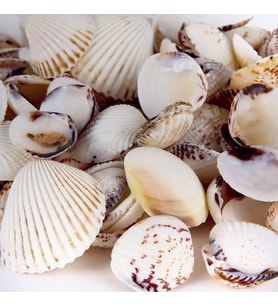 Tahtakale Toptancı Tiger Clam Kiloluk Deniz Kabuğu (1 KG)