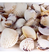 Tahtakale Toptancı Tiger Clam Kiloluk Deniz Kabuğu (1 KG)