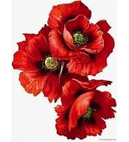 Gelincik 3 Sayılarla Boyama Seti 50x65 cm (Tuvale Gerili)
