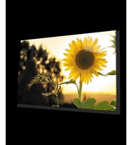 Ayçiçeği Cam Tablo 4mm Dayanıklı Temperli Cam