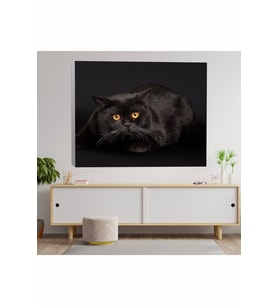 Siyah Evcil Kedi Temalı Kanvas Tablo