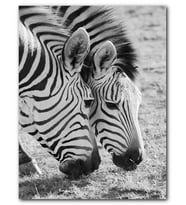 Cakatablo MDF (Ahşap) Tablo Siyah Beyaz Zebra Görseli