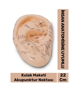 Özel Üretim Kırılmaz Sert Plastik İnsan Anatomisine Uyumlu Muayene 22cm Akupunktur Kulak Maketi