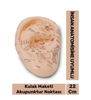 Özel Üretim Kırılmaz Sert Plastik İnsan Anatomisine Uyumlu Muayene 22cm Akupunktur Kulak Maketi