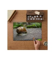 Yakın Çekim Salyangoz Tasarımı 240 parça Ahşap Puzzle Ahşap Kutuda MP03530