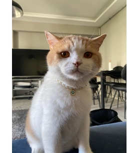 Patili İnci Boncuk Kolye- Kedi/ Küçük-Orta Irk Köpek Tasması (01)