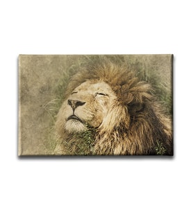 Aslan Kanvas Tablo HYY181