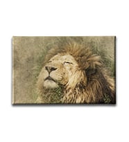 Aslan Kanvas Tablo HYY181