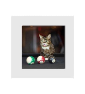 Lil Bub Adlı Kedi Tablo - 108498 - 60x60 Cm