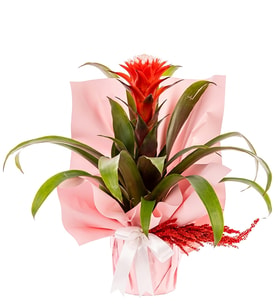 Buketli Saksı Guzmania Bitkisi