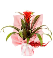 Buketli Saksı Guzmania Bitkisi