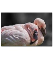 Cakatablo Uyuklayan Bir Çift Flamingo
