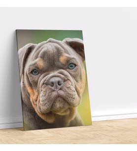 Yavru Buldog Köpek Dikey Dekoratif Kanvas Tablo