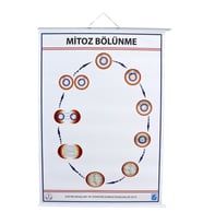 MİTOZ LEVHASI (70X100 CM)