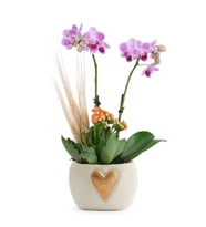 Kalp Vazoda Mini Mor Orkide ve Turuncu Kalanchoe