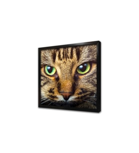 Kedi Yavrusu Çerçeveli Mdf Tablo