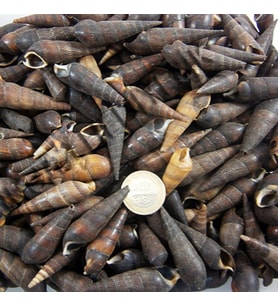 Black Terebra Kiloluk Deniz Kabuğu (1 KG)