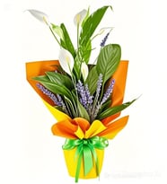 Barış Çiçeği Spathiphyllum (Spatifilyum)