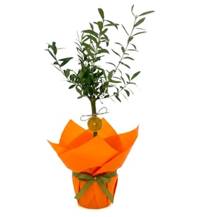 Buket Kağıtlı Zeytin Ağacı Bonsai