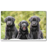 Cakatablo Üç Sevimli Siyah Yavru Köpek MDF Tablo