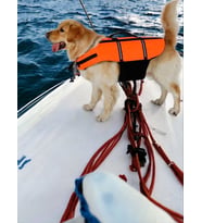 Köpek Can Yeleği, Köpekler için Reflektörlü Yüzme Yardımcısı (Turuncu)