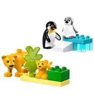 Kasabası Vahşi Hayvan Aileleri: Penguenler ve Aslanlar 10442