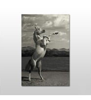 Şaha Kalkan At Kanvas Tablo 160X80 (Karışık)