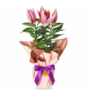 Kokulu Saksıda Pembe Lilyum