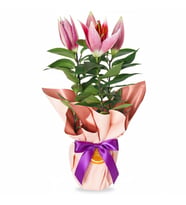 Kokulu Saksıda Pembe Lilyum