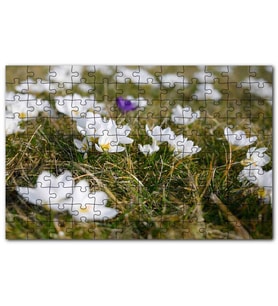 Cakapuzzle Çayırda Beyaz Çiğdem Çiçekleri Puzzle Yapboz MDF (Ahşap) (120 Parça)