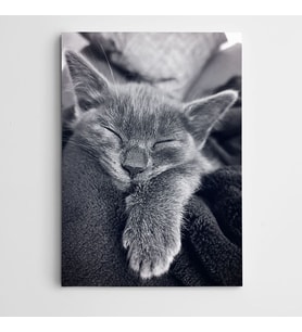 Uyuyan Kedi Kanvas Tablo