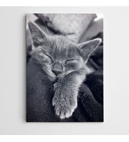Uyuyan Kedi Kanvas Tablo