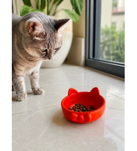 Papyon Model Beton Kedi Köpek Mama ve Su Kabı 16 cm çap - Turuncu