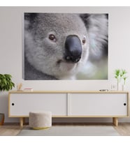 Yakın Çekim Koala Temalı Dekoratif Kanvas Tablo 