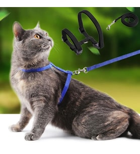 Kedi Tasması