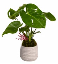 Geometrik Desenli Saksıda Monstera
