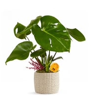 Beton Saksıda Monstera Deve Tabanı
