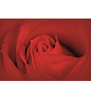 PROWALL POSTER DUVAR KAĞIDI 560 8 PARÇA (3.68mt X 2.54mt)