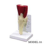 Diz Eklemi Maketi (Kas, Tendon Eklem Modeli) Model 33