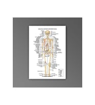 İnsan Anatomisi Ön İskelet