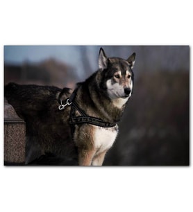 Cakatablo Asil Kurt Köpeği MDF Tablo