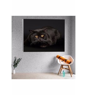 Siyah Evcil Kedi Temalı Kanvas Tablo