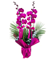 Özel Tasarım Çift Dallı Mor Orkide Fenix ve Okaliptus Yapraklı Phalaenopsis