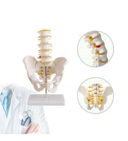 Omurga Pelvis Maketi Model 25