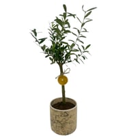 Seramik Saksıda Zeytin Ağacı