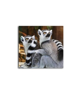 DBSanatevi Lemur Tablo 70 X 70 Cm