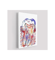 Suluboya Diş Anatomisi Tablosu-6020