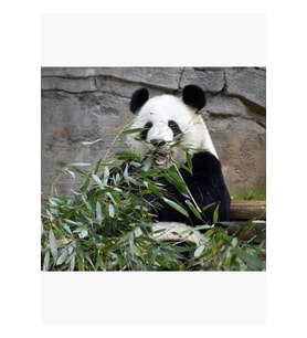 Hayvanat Bahçesi Atlanta'da Dev Panda Lun Lun Tablo Ahşap Poster Dekoratif